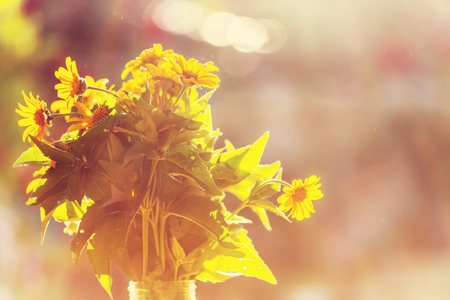 Close-up shot of the beautiful flowers. Suitable for floral background.の写真素材