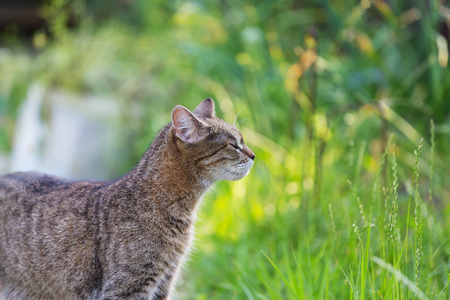 Cat in the green grassの写真素材