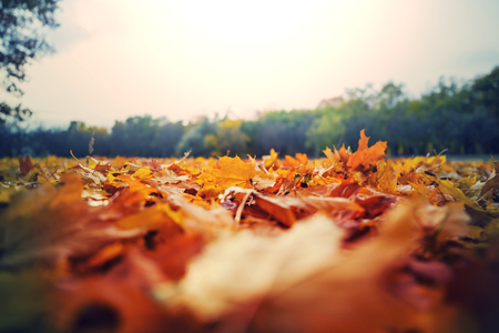 Autumn scene in yellow tonesの写真素材