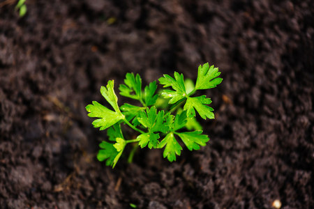 Spring sprouts in gardenの写真素材