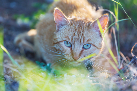 adult domestic cat sitting in grassの写真素材