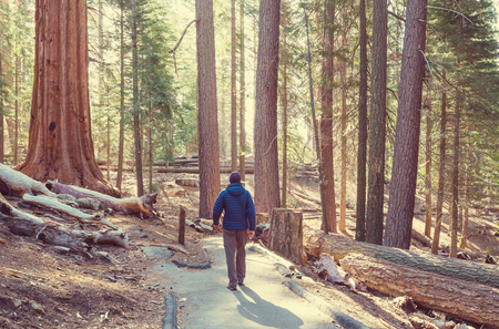 Sequoias forest in summer seasonの写真素材