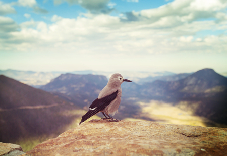 Clark's Nutcracker in Rocky mountains