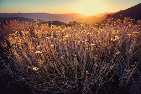 Mountain meadow in sunny dayの写真素材