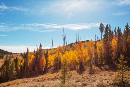 Autumn scene in yellow tonesの写真素材