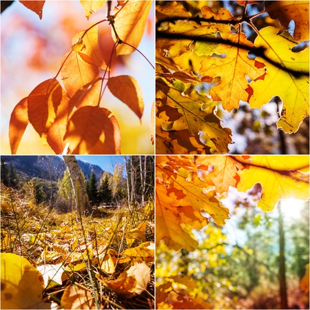 Orange and Yellow Autumn collageの写真素材