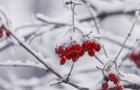 Red frozen berries viburnum in the winter seasonの写真素材