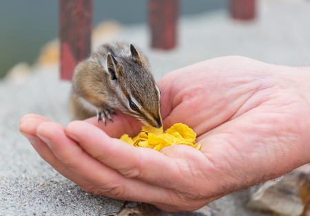 American chipmunk eats from hand