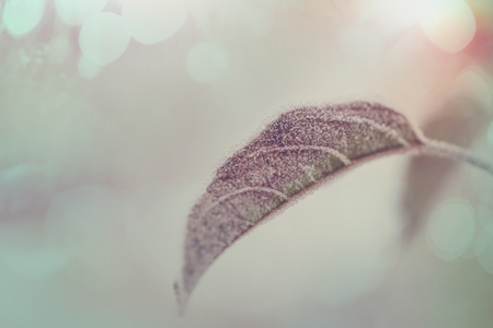 Picturesque snow-covered forest in the winterの写真素材