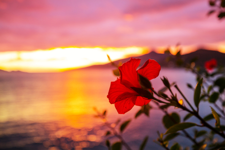 Fantastic tropical sunset in flowers gardenの写真素材