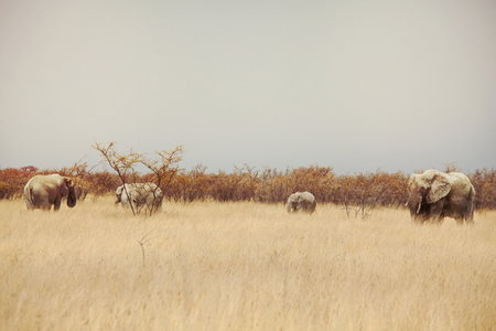 Elephant  in savannahの写真素材