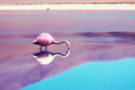 Flamingo in the lake of Bolivian Altiplanoの写真素材