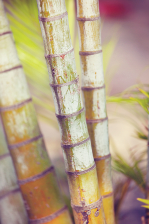 Bamboo in tropical grden, Hawaiiの写真素材