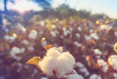 Cotton field at sunrise.の写真素材