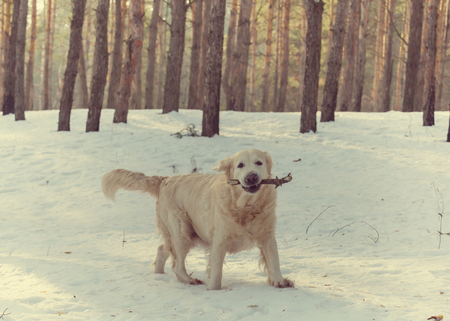 Dog in winter forestの写真素材