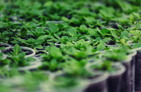 Small Spring sprout in garden. Concept of a green life.  Ecology and environment background.の写真素材