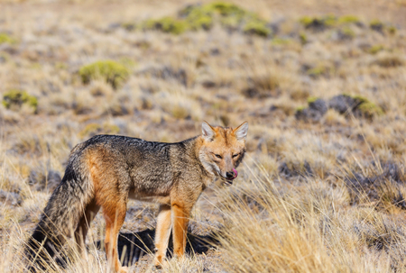 South American gray fox (Lycalopex griseus), Patagonian fox, in Patagonia mountainsの写真素材