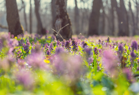 Beautiful woodland landscapes. Spring flowers In the forest.の写真素材