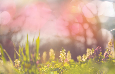 Beautiful garden spring flowersの写真素材