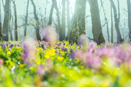Beautiful woodland landscapes. Spring flowers In the forest.の写真素材