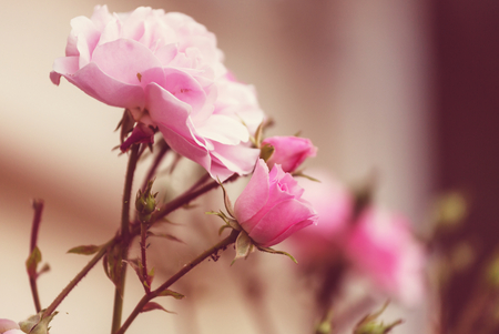 Pink Rose, beautiful nature backgroundの写真素材