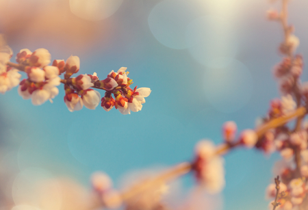 Flowers of the cherry blossoming in the spring gardenの写真素材