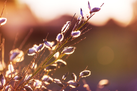 Sunny day on the flowers meadow. Beautiful natural background.の写真素材