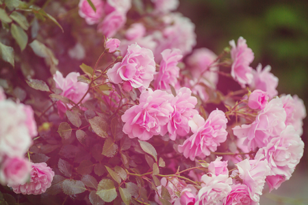 Pink Rose, beautiful nature backgroundの写真素材