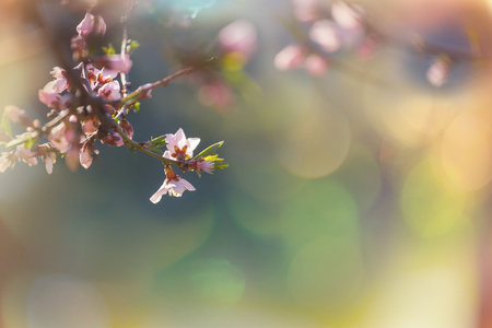 Flowers of the cherry blossoming in the spring gardenの写真素材
