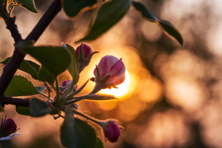 Blossoming tree in spring garden. Beautiful spring natural background.の写真素材
