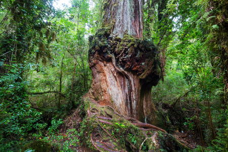 Giant tree in rain forest . Beautiful landscapes in Pumalin Park, Carretera Austral, Chile.の写真素材