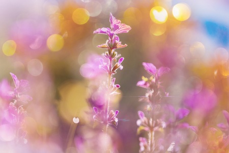 Close-up shot of the beautiful flowers.の写真素材