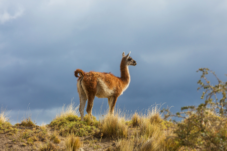 Wild Guanaco (Lama Guanicoe) in Patagonia prairie, Chile, South Americaの写真素材