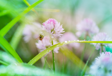 Close-up shot of the beautiful flowers. Suitable for floral background.の写真素材