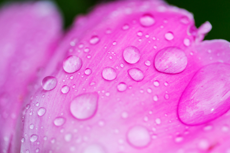 Close up on purple flower  with water dropsの写真素材