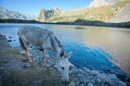 Alone donkey in Fann mountain, Tajikistanの写真素材