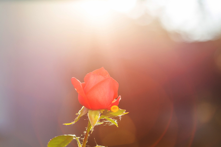 Pink Rose, beautiful nature backgroundの写真素材