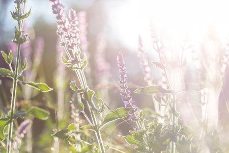 Sunny day on the flowers meadow. Beautiful natural background.の写真素材