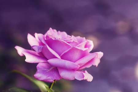 Pink Rose, beautiful nature backgroundの写真素材