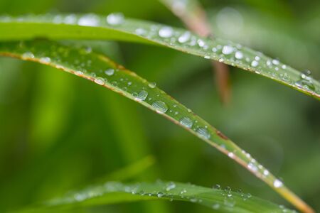 Drop of dew on green leaf with sun light