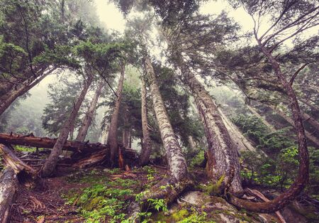 Magic misty forest. Beautiful natural landscapes.