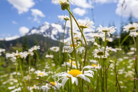 Chamomile meadow in summer timeの写真素材