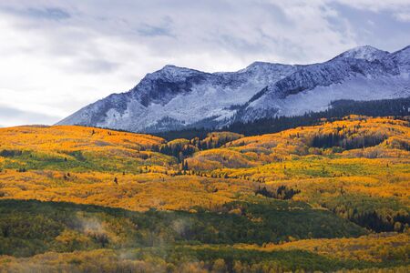 Colorful yellow autumn in Colorado, United Statesの写真素材