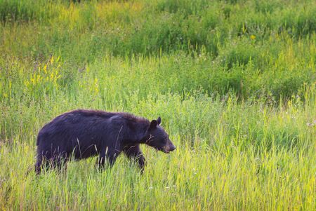 Black bear in the forest, Canada, summer seasonの写真素材