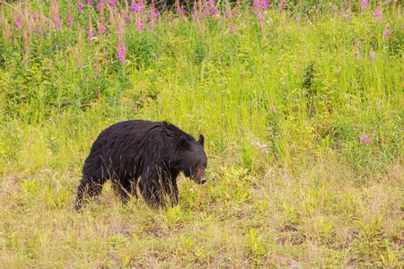 Black bear in the forest, Canada, summer season
