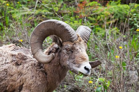 Big-Horned Sheeps, in the Banff National Park in Autumnの写真素材