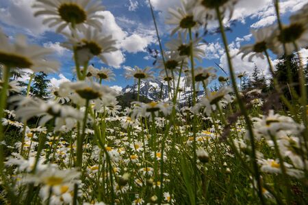 Wild chamomiles flowers and mountain landscape in summer seasonの写真素材