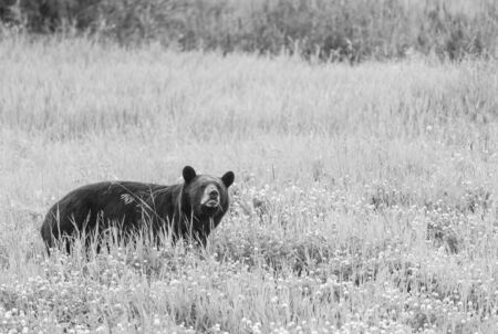 Black bear in the forest, Canada, summer seasonの写真素材