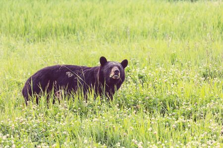 Black bear in the forest, Canada, summer seasonの写真素材