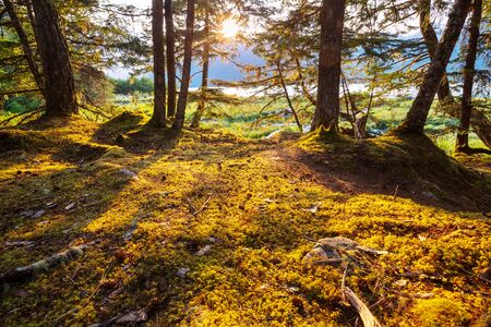Sun beams in clear day in the green forestの写真素材